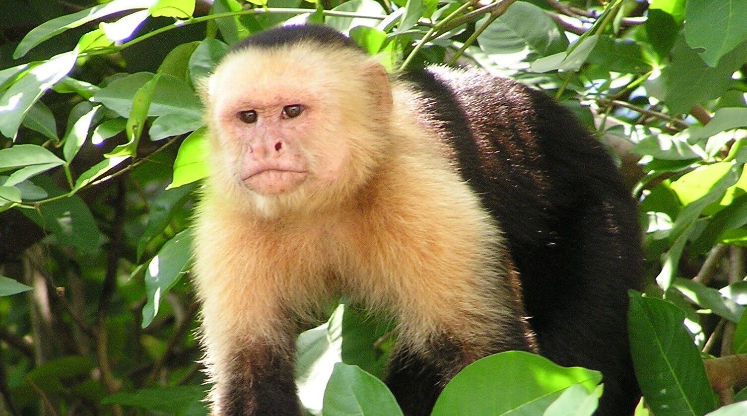 A Panamanian white-faced capuchin monkey.