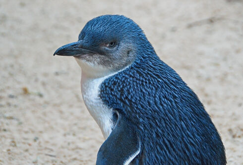 What sleeping on a beach with fairy penguins taught me about embracing my true self