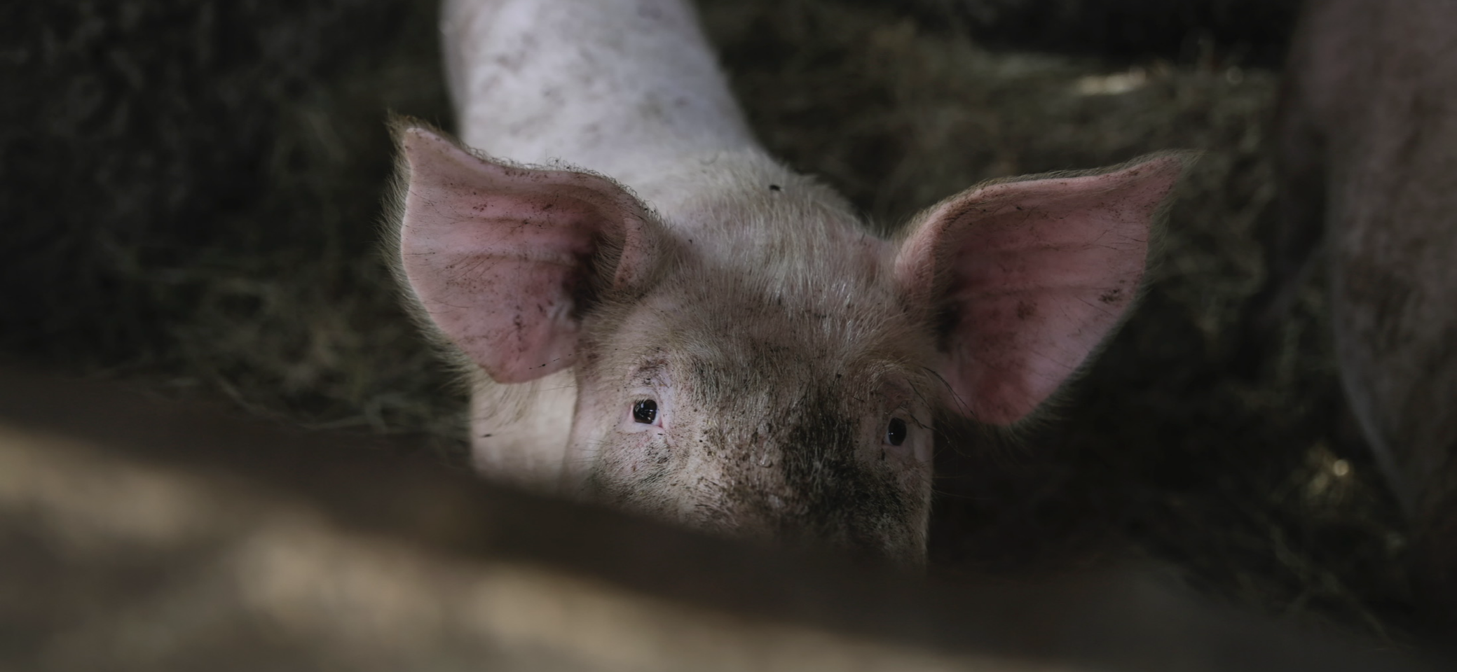 An image of a dirty pig in a muddy pen
