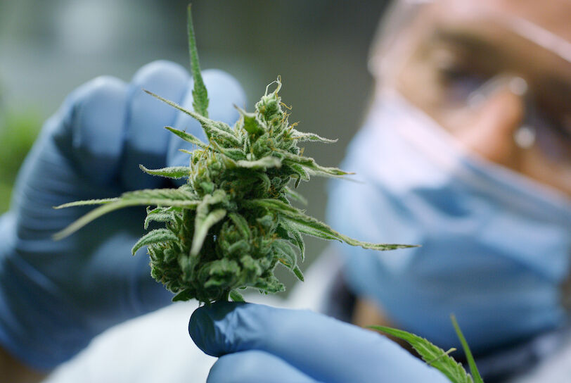 Joe Biden may soon let medical companies develop cannabis-based medicines