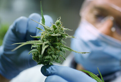 Joe Biden may soon let medical companies develop cannabis-based medicines