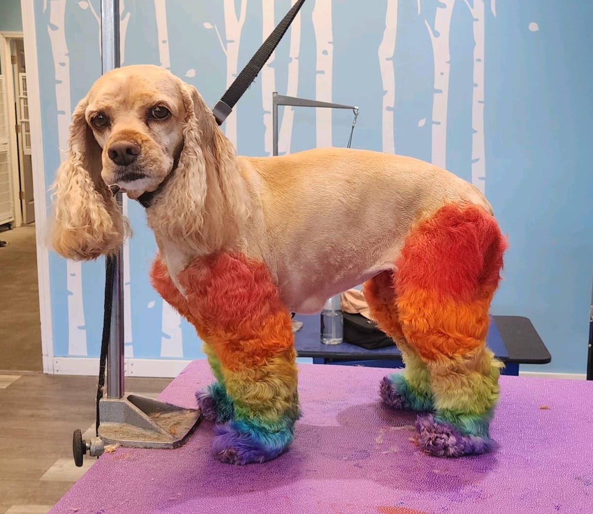 A small-to-medium vanilla-colored dog has the fur on her legs dyed in the colors of the rainbow as she stands on a pink table.