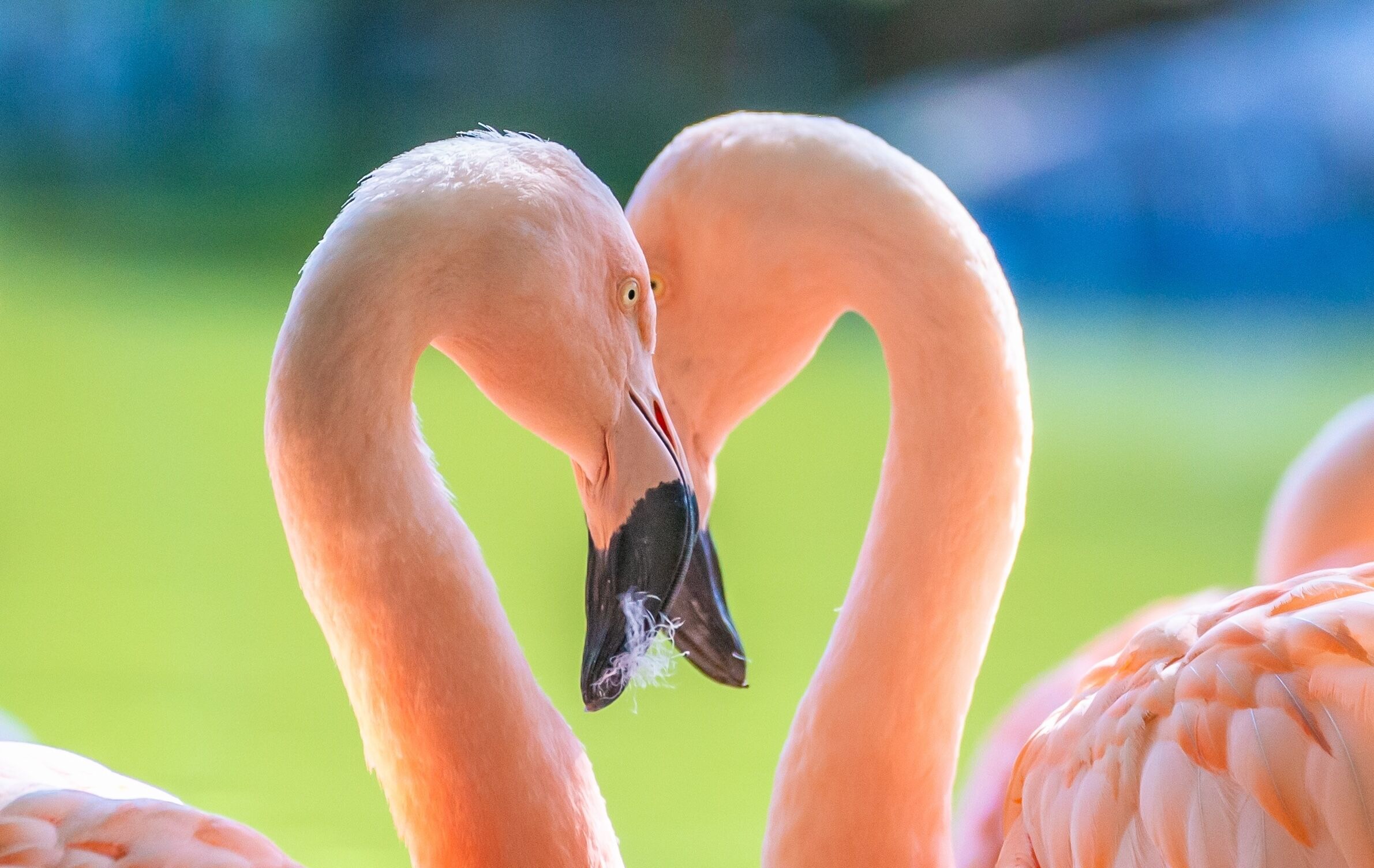 Two flamingos, head to head. Sweetness and animal tenderness.