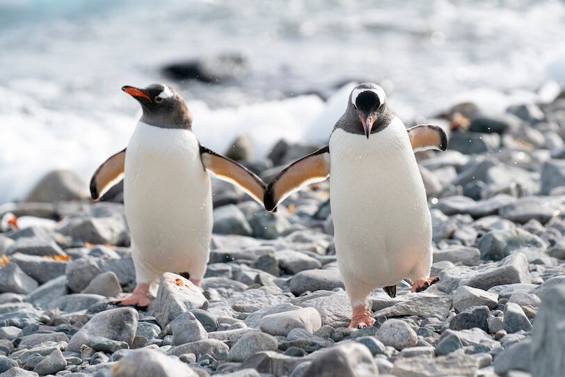 Gentoo Penguin, coming ashore and walking along a beach on the Antarctic Peninsula.