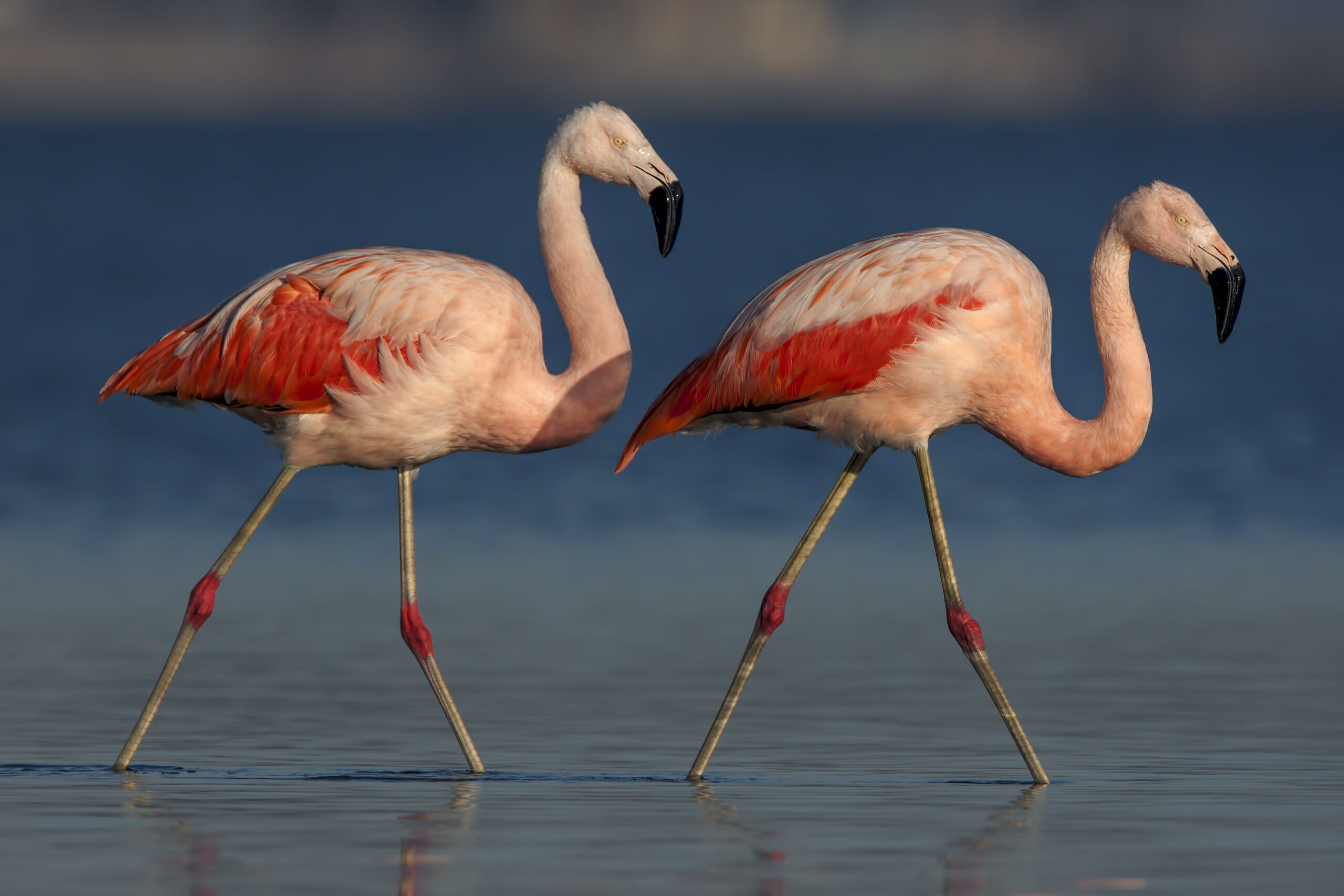 a pair of pink Chilean flamingos walking in a lake in Argentina