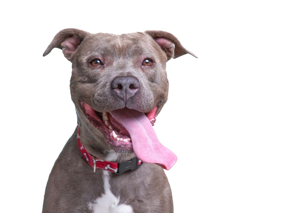 A pitbull panting