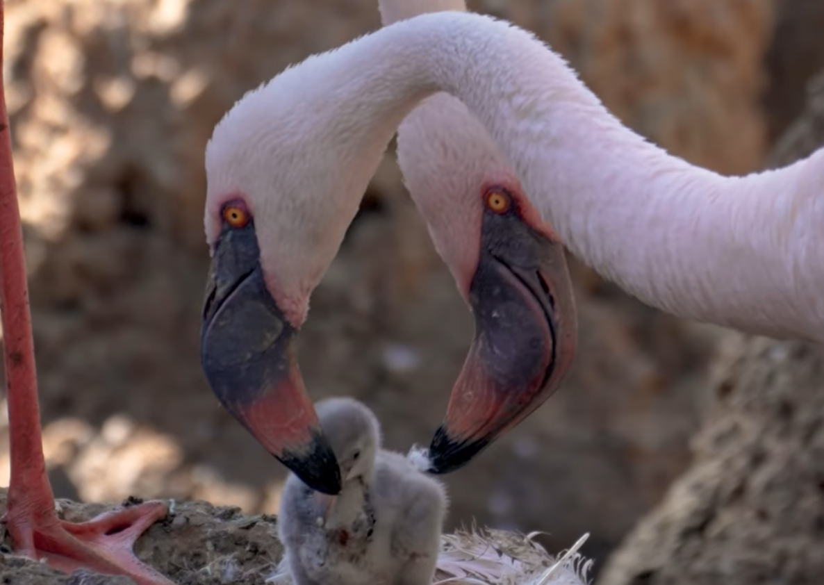 Flamingo dads dazzle zoo-goers by sweetly caring for adorable newborn chick