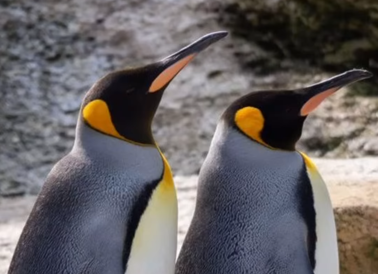 Zookeepers rename &#8220;female&#8221; penguin after animal reveals surprising secret