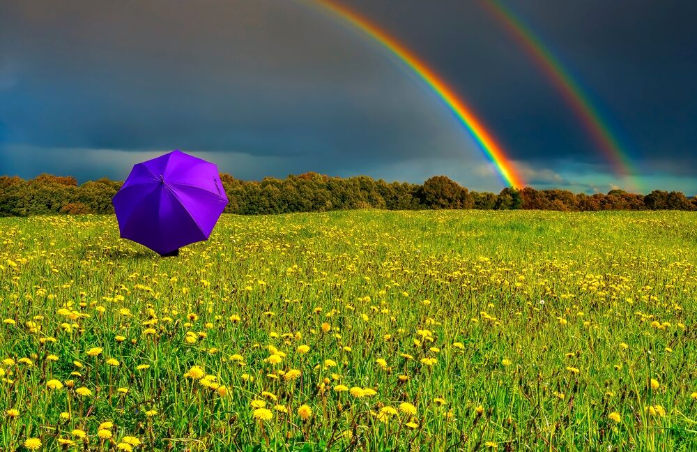 A double rainbow shows in the sky above a line of tree tops while someone walks towards it, holding a purple umbrella in a green field with yellow flowres