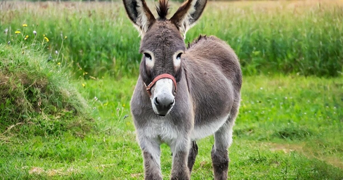 Conservatives promised gay marriage would lead to human-animal marriage. It didn’t happen. Conservatives promised gay marriage would lead to human-animal marriage. It didn’t happen.