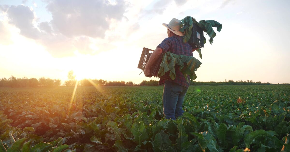 Republican farmer says immigration raids are decimating his work force - LGBTQ Nation
